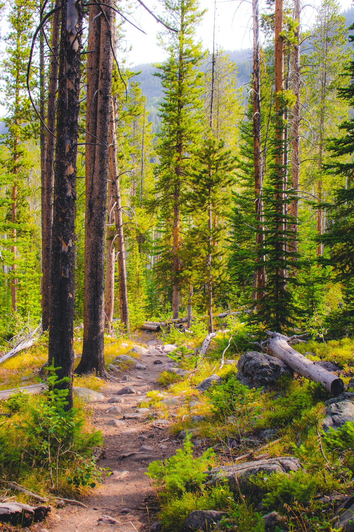 Sunlit hiking trail through a dense green forest in the Green Mountains of Vermont